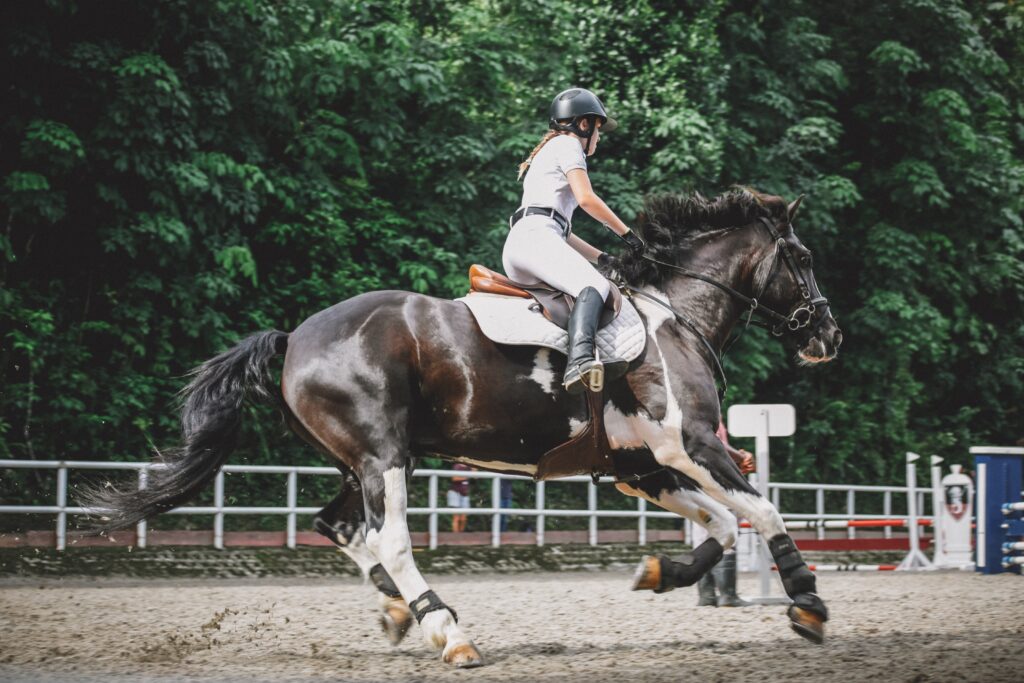 cavalière sur cheval